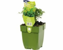 Weinraute, Gartenraute FloraSelf Ruta Graveolens H 5-15 Cm Co 0,5 L