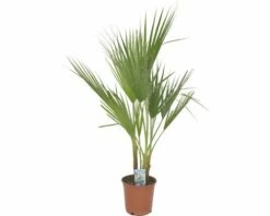 Petticoat-Palme FloraSelf Washingtonia Robusta H 80 Cm Ø 21 Cm Topf