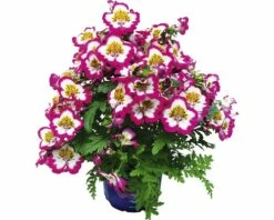 FloraSelf Bauernorchidee Schizanthus Wisetonensis Ø 12 Cm Topf