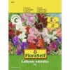 Edelwicke 'Mix' FloraSelf Samenfestes Saatgut Blumensamen -Florasellf Geschaft DV 8 7122927 01 4c AT 20230104141756
