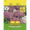 Steinkraut 'Alyssum' FloraSelf Samenfestes Saatgut Blumensamen -Florasellf Geschaft DV 8 7122936 01 4c AT 20230104141756