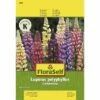 Lupine 'Gartenzwerg' FloraSelf Samenfestes Saatgut Blumensamen -Florasellf Geschaft DV 8 7122997 01 4c AT 20230104141756