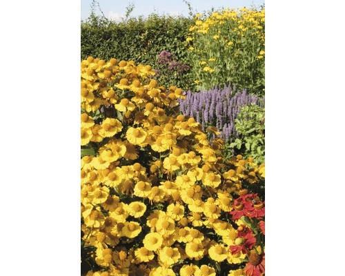 Sonnenbraut FloraSelf Helenium Hybride H 10-50 Cm Co 3 L 4 Sonnenbraut FloraSelf Helenium Hybride H 10-50 Cm Co 3 L – Bild 2