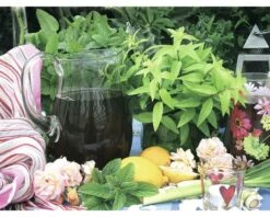 Zitronenverbene FloraSelf Lippia Citriodora 'Freshman' Ø 12 Cm Topf