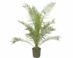 Kanarische Dattelpalme FloraSelf Phoenix Canariensis H 120-140 Cm Co 12 L -Florasellf Geschaft DV 8 7160057 01 TS 20210609111654