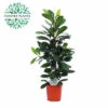 Afrikanische Feigenbaum FloraSelf Ficus Cyathistipula H Ca. 105 Cm Ø 21 Cm Topf -Florasellf Geschaft DV 8 7192549 01 4c NL 20221213134656