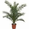 Kanarische Dattelpalme FloraSelf Phoenix Canariensis H 120-140 Cm Co 12 L 2 Kanarische Dattelpalme FloraSelf Phoenix Canariensis H 120-140 Cm Co 12 L -Florasellf Geschaft DV 8 7229600 01 4c DE 20200217101813