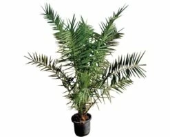 Kanarische Dattelpalme FloraSelf Phoenix Canariensis H 120-140 Cm Co 12 L -Florasellf Geschaft DV 8 7229600 02 4c DE 20210609111654 1