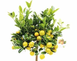 FloraSelf Zwergorange-Stämmchen Citrofortunella Mitis Ø 21 Cm Topf 5 FloraSelf Zwergorange-Stämmchen Citrofortunella Mitis Ø 21 Cm Topf -Florasellf Geschaft DV 8 7234655 02 4c RO 20210610101751