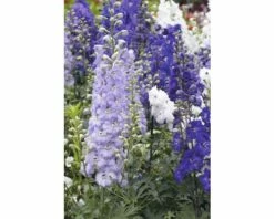 Rittersporn FloraSelf Delphinium X Hybride H 30-40 Cm Co 5 L