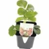 Erdbeere FloraSelf Fragaria X Ananassa 'Mara De Bois' Ø 9 Cm Topf