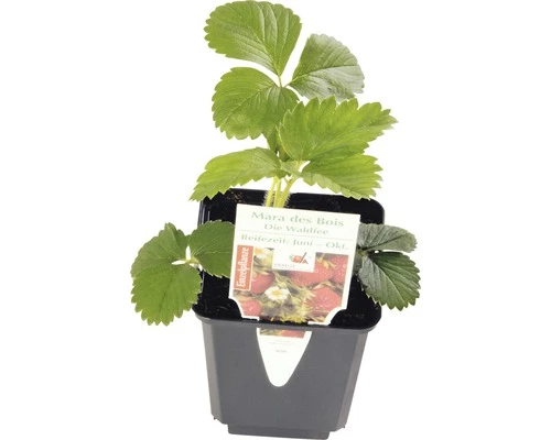 Erdbeere FloraSelf Fragaria X Ananassa 'Mara De Bois' Ø 9 Cm Topf 3 Erdbeere FloraSelf Fragaria X Ananassa 'Mara De Bois' Ø 9 Cm Topf