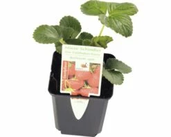 Späte Erdbeere FloraSelf Fragaria X Ananassa 'Mieze Schindler' Ø 9 Cm Topf