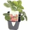 Frühe-Erdbeere FloraSelf Fragaria X Ananassa 'Honeoye' Ø 9 Cm Topf -Florasellf Geschaft DV 8 7423307 01 4c DE 20201124121424