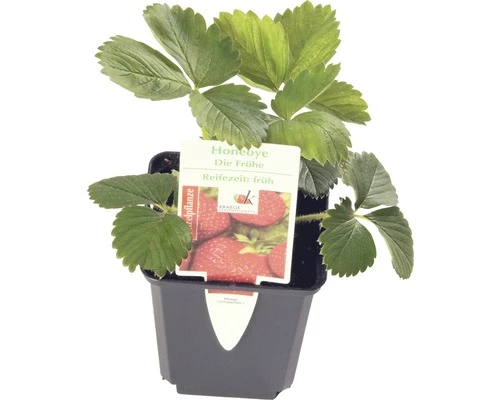 Frühe-Erdbeere FloraSelf Fragaria X Ananassa 'Honeoye' Ø 9 Cm Topf 3 Frühe-Erdbeere FloraSelf Fragaria X Ananassa 'Honeoye' Ø 9 Cm Topf
