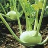 Kohlrabi Weiß FloraSelf Brassica Oleracea 'Oasis' Ø 14 Cm Topf 1 Kohlrabi Weiß FloraSelf Brassica Oleracea 'Oasis' Ø 14 Cm Topf -Florasellf Geschaft DV 8 7432741 01 4c DE 20220126124650