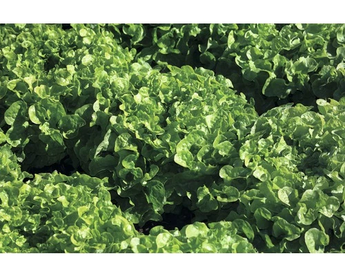 Eichblattsalat Grün FloraSelf Lactuca Crispa 'Bakura' Ø 14 Cm Topf 3 Eichblattsalat Grün FloraSelf Lactuca Crispa 'Bakura' Ø 14 Cm Topf