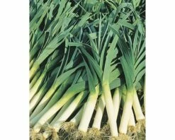 BIO Porree, Lauch FloraSelf 6 Stk.