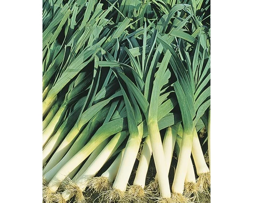 BIO Porree, Lauch FloraSelf 6 Stk. 3 BIO Porree, Lauch FloraSelf 6 Stk.