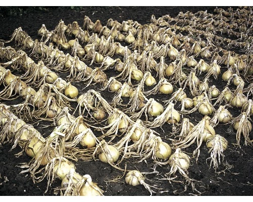 Lauchzwiebel FloraSelf Allium Cepa 20 Stk. 3 Lauchzwiebel FloraSelf Allium Cepa 20 Stk.