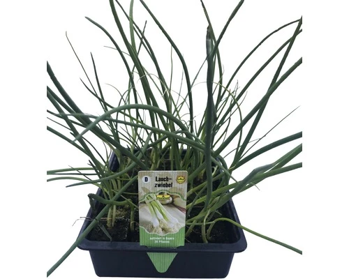 Lauchzwiebel FloraSelf Allium Cepa 20 Stk. 4 Lauchzwiebel FloraSelf Allium Cepa 20 Stk. – Bild 2