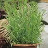 Estragon FloraSelf Artemisia Dracunculus H 10-13 Cm Co 1,2 L 1 Estragon FloraSelf Artemisia Dracunculus H 10-13 Cm Co 1,2 L -Florasellf Geschaft DV 8 7446565 01 4c DE 20190311084655