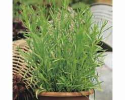 Estragon FloraSelf Artemisia Dracunculus H 10-13 Cm Co 1,2 L