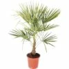 FloraSelf Hanfpalme Trachycarpus Fortunei H 60-80 Cm Ø 25 Cm Topf -Florasellf Geschaft DV 8 7451217 03 4c DE 20171220050718