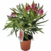 Oleander FloraSelf Nerium Oleander H 20-25 Cm Ø 14 Cm Topf -Florasellf Geschaft DV 8 7463310 03 4c CH 20210609101757