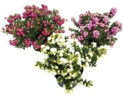 Torfmyrthe In Sorten FloraSelf Pernettya Mucronata H 15-20 Cm Co 0,5 L