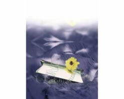 Bindedraht FloraSelf Metall Verzinkt Ø 2,0 Mm 50 M 9 Bindedraht FloraSelf Metall Verzinkt Ø 2,0 Mm 50 M -Florasellf Geschaft DV 8 7531940 01 4c DE 20160421105711