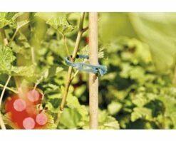 Pflanzenbinder FloraSelf Kunststoff 14 Cm 50 Stk -Florasellf Geschaft DV 8 7531964 04 4c DE 20181217205331