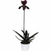 Venusschuh, Frauenschuh-Orchidee FloraSelf Paphiopedilum 'Black Jack' H 30-35 Cm Ø 9 Cm Topf -Florasellf Geschaft DV 8 7565818 03 4c NL 20220602084756