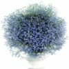 Männertreu FloraSelf Lobelia Erinus Ø 12 Cm Topf 1 Männertreu FloraSelf Lobelia Erinus Ø 12 Cm Topf -Florasellf Geschaft DV 8 7589849 02 4c DE 20190323211651