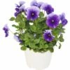 Hornveilchen FloraSelf Viola Cornuta Ø 12 Cm Topf Sortiert 2 Hornveilchen FloraSelf Viola Cornuta Ø 12 Cm Topf Sortiert -Florasellf Geschaft DV 8 7589864 13 4c DE 20190323211651