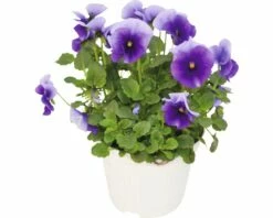 Hornveilchen FloraSelf Viola Cornuta Ø 12 Cm Topf Sortiert