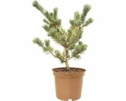 Bonsai-Mädchenkiefer FloraSelf Pinus Parviflora 'Pentaphylla Glauca' H 25-30 Cm Co 3 L -Florasellf Geschaft DV 8 7595429 01 4c DE 20190125134752