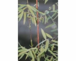 Jadebambus, Roter Gartenbambus FloraSelf Fargesia Species 'Jiuzhaigou 1' H 80-100 Cm Co 10 L 10 Jadebambus, Roter Gartenbambus FloraSelf Fargesia Species 'Jiuzhaigou 1' H 80-100 Cm Co 10 L -Florasellf Geschaft DV 8 7618553 01 4c DE 20221014141659