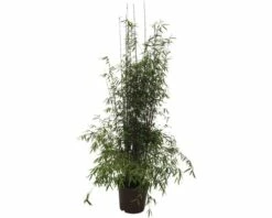 Jadebambus, Roter Gartenbambus FloraSelf Fargesia Species 'Jiuzhaigou 1' H 80-100 Cm Co 10 L 9 Jadebambus, Roter Gartenbambus FloraSelf Fargesia Species 'Jiuzhaigou 1' H 80-100 Cm Co 10 L -Florasellf Geschaft DV 8 7618553 03 4c DE 20201214074755