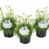 Grasnelke ROCKCollection FloraSelf Armeria Maritima H 5-15 Cm T 13 Cm Rosa, Weiß -Florasellf Geschaft DV 8 7634777 01 4c DE 20220701124655