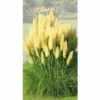 Pampasgras FloraSelf Cortaderia Selloana 'Evita' H 15-80 Cm Co 3 L 2 Pampasgras FloraSelf Cortaderia Selloana 'Evita' H 15-80 Cm Co 3 L -Florasellf Geschaft DV 8 7655370 01 4c DE 20210113091758