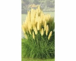 Pampasgras FloraSelf Cortaderia Selloana 'Evita' H 15-80 Cm Co 3 L