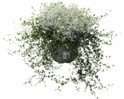 Drahtstrauch FloraSelf Muehlenbeckia Axillaris, Calocephalus Brownii Ø 11 Cm Topf