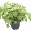 Zitronenmelisse FloraSelf Melissa Officinales 'Relax' Ø 12 Cm Topf -Florasellf Geschaft DV 8 7832769 03 4c DE 20190227094659