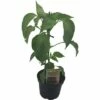 Peperoni FloraSelf Bio Capsicum Annuum 'Sweet Pep' Ø 9 Cm Topf -Florasellf Geschaft DV 8 7832775 01 4c DE 20190628051651