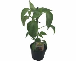 Peperoni FloraSelf Bio Capsicum Annuum 'Sweet Pep' Ø 9 Cm Topf