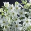 Waldrebe FloraSelf Clematis 'Joe' 53-70 Cm -Florasellf Geschaft DV 8 7879687 01 4c DE 20210329084700