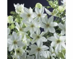 Waldrebe FloraSelf Clematis 'Joe' 53-70 Cm