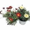 Strauchmargerita FloraSelf Chrysanthemum Frutescens Ø 10 Cm Topf Zufällige Sortenauswahl -Florasellf Geschaft DV 8 7894605 01 4c CH 20181026051801