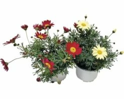 Strauchmargerita FloraSelf Chrysanthemum Frutescens Ø 10 Cm Topf Zufällige Sortenauswahl